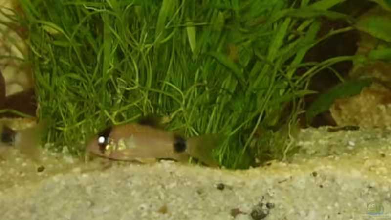 Besatz im Aquarium Becken 3194 von Sabine Lindemann (8)