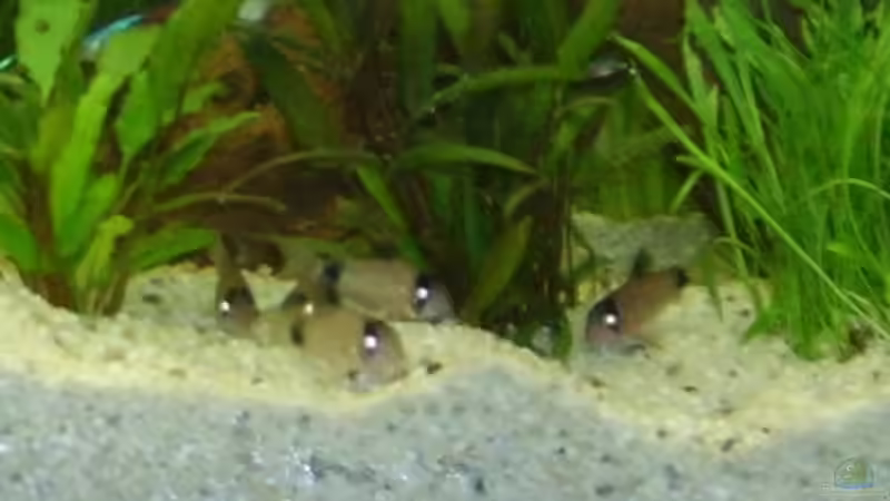 Besatz im Aquarium Becken 3194 von Sabine Lindemann (9)