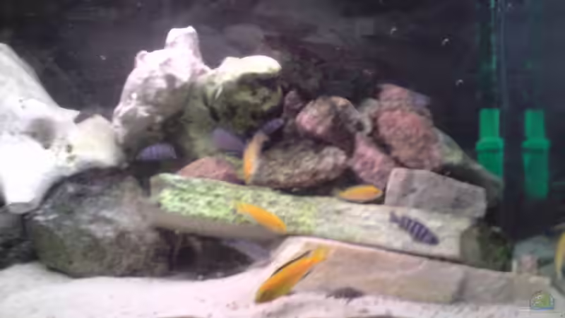 Besatz im Aquarium Becken 3195 von Michael Kaltenbach (4)