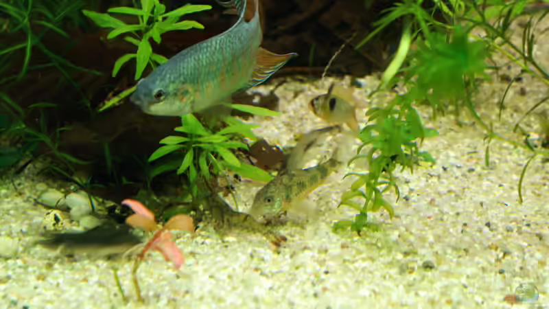 Besatz im Aquarium Becken 31985 von Fabian Warmbader (7)