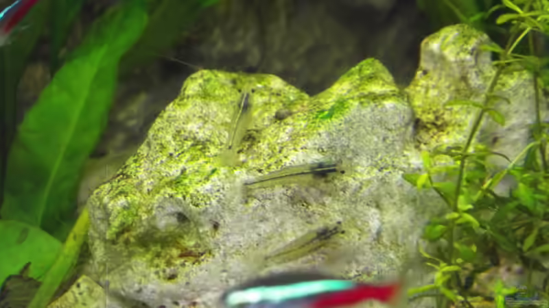 Besatz im Aquarium Becken 31996 (IKEA-Rollbox) von ReisKocherPilot (4)