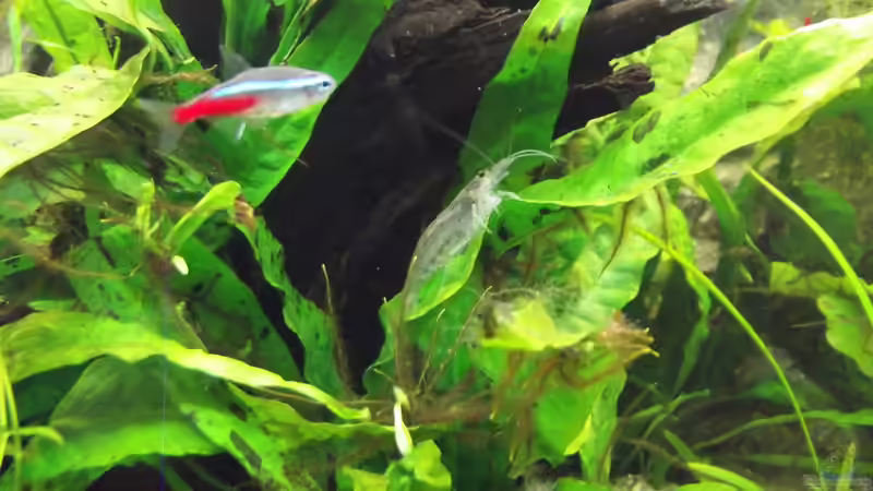 Besatz im Aquarium Becken 31996 (IKEA-Rollbox) von ReisKocherPilot (5)