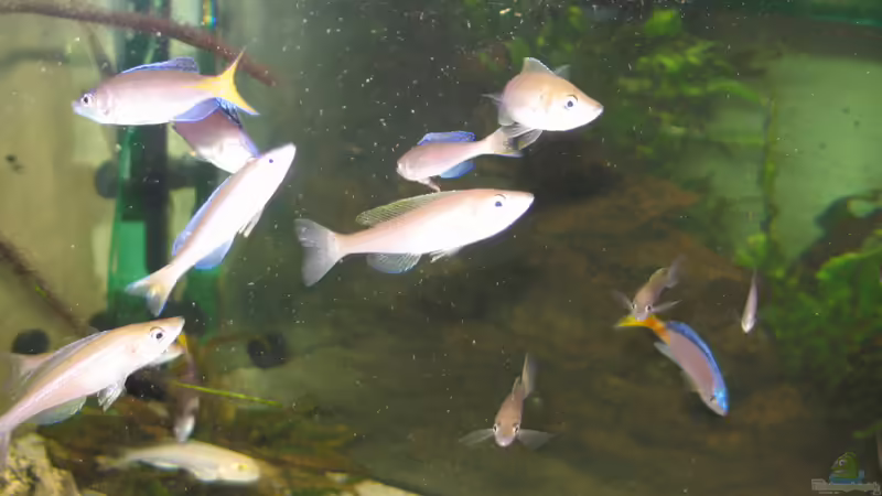 Besatz im Aquarium Becken 320 von Richard Frantzen (10)