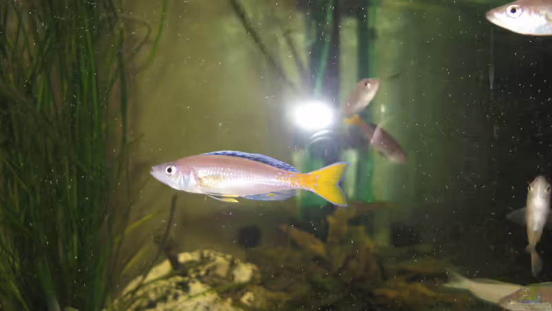 Besatz im Aquarium Becken 320 von Richard Frantzen (8)