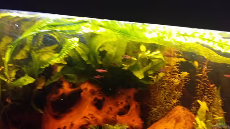 Besatz im Aquarium Becken 32000 von Hans-Walter Bandt (16)