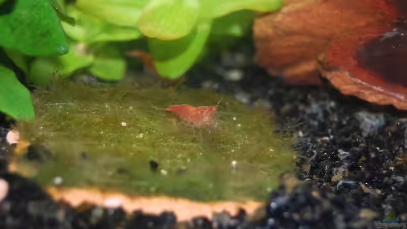 Besatz im Aquarium Becken 32033 von Beba (8)