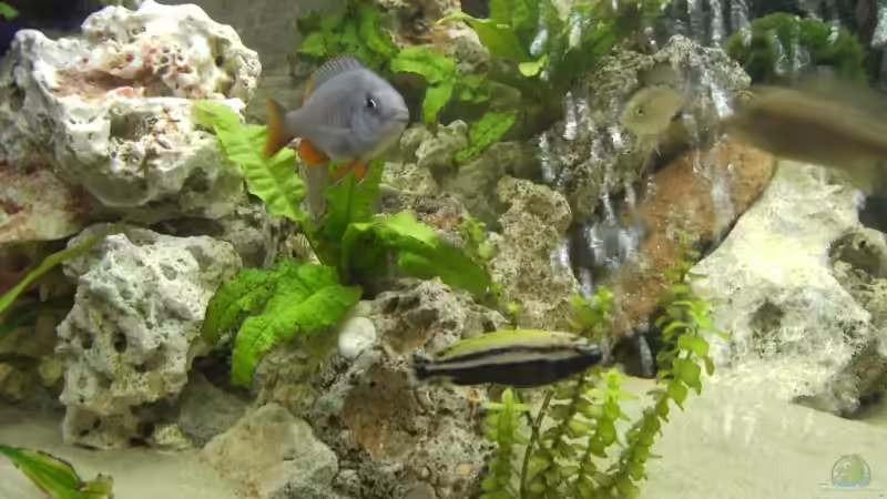 Besatz im Aquarium Becken 3205 von Tobias Blume (11)