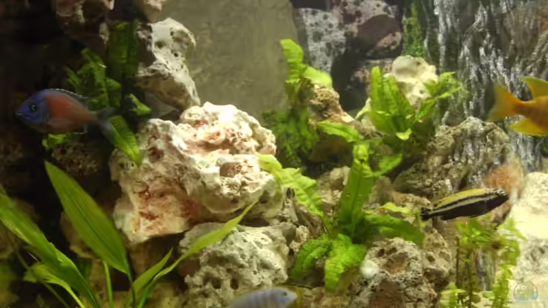 Besatz im Aquarium Becken 3205 von Tobias Blume (12)