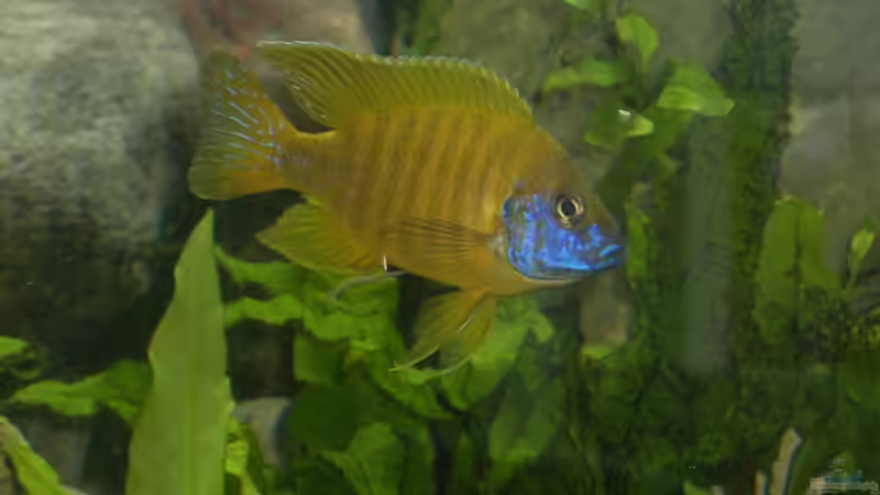 Besatz im Aquarium Becken 3205 von Tobias Blume (3)