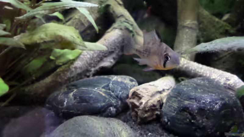 Besatz im Aquarium Becken 32101 von Hans-Hubert (9)