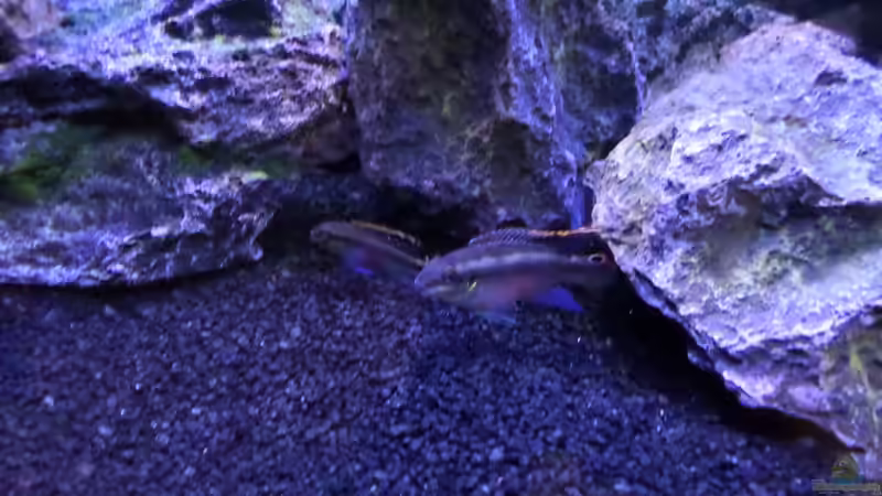 Besatz im Aquarium Becken 32103 von Hans-Hubert (6)