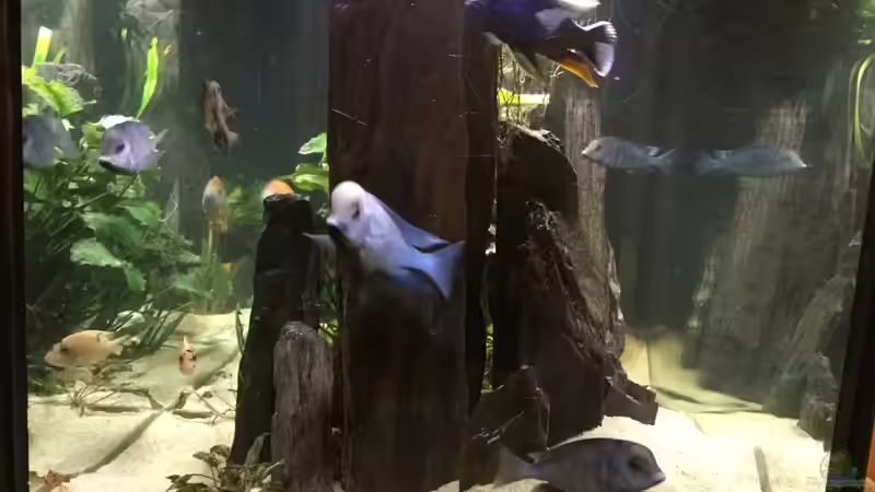 Besatz im Aquarium Becken 3215 von Vera Herrlich (20)