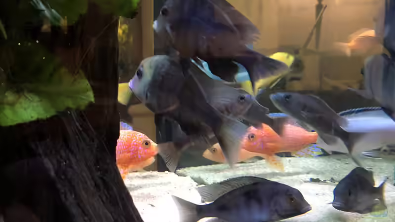 Besatz im Aquarium Becken 3215 von Vera Herrlich (22)