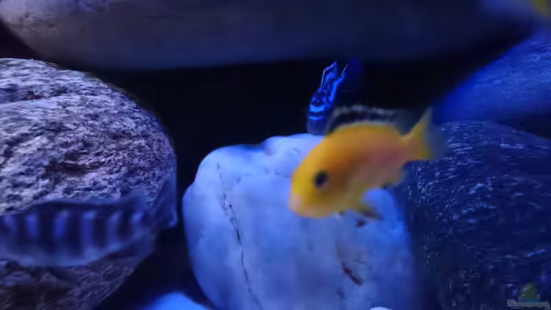 Besatz im Aquarium Becken 32164 von Lake Malawi (4)