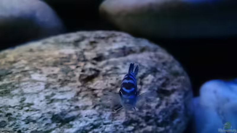 Besatz im Aquarium Becken 32164 von Lake Malawi (5)