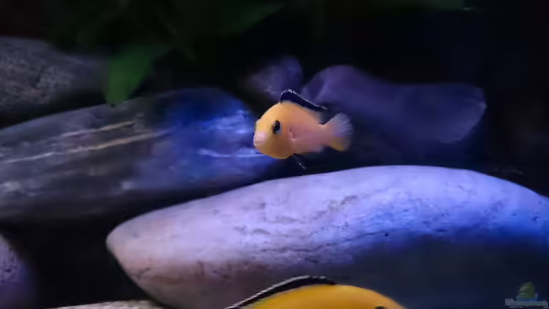 Besatz im Aquarium Becken 32164 von Lake Malawi (6)