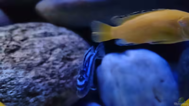 Besatz im Aquarium Becken 32164 von Lake Malawi (8)