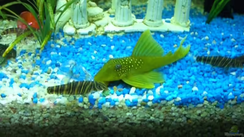 Besatz im Aquarium Becken 3220 von David Will (7)