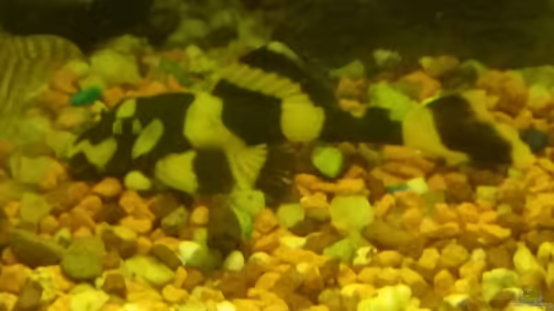 Besatz im Aquarium Becken 32206 von nawaro (11)