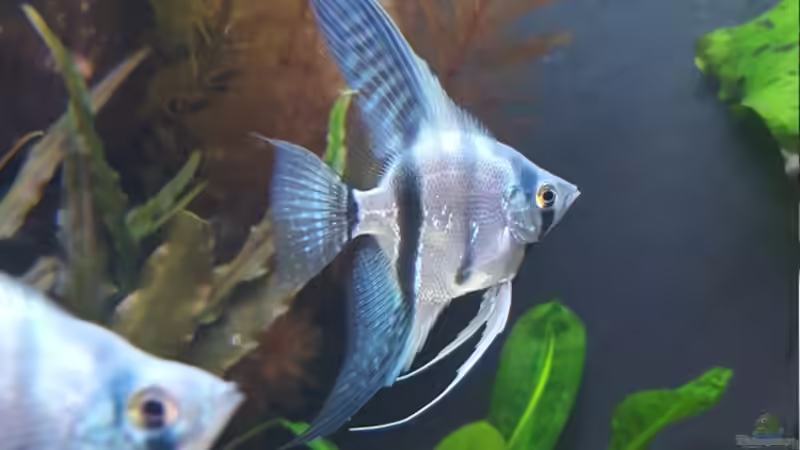 Besatz im Aquarium Becken 32241 von Huni (12)