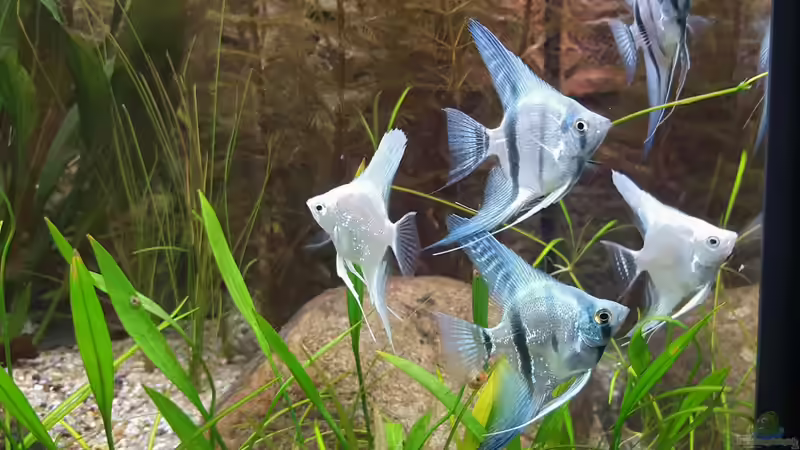 Besatz im Aquarium Becken 32241 von Huni (8)