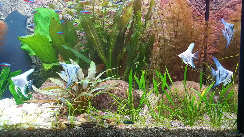 Besatz im Aquarium Becken 32241 von Huni (9)