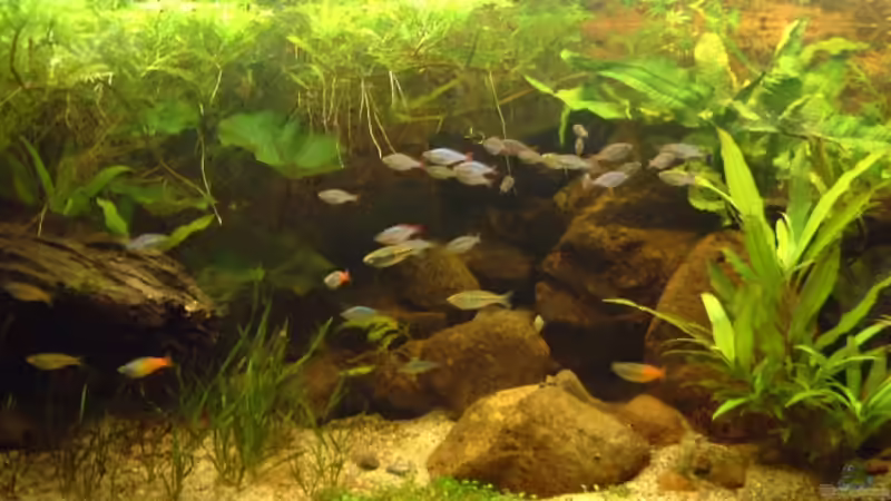 Besatz im Aquarium Becken 3229 von Sebastian.. (23)