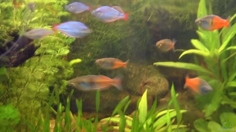 Besatz im Aquarium Becken 3229 von Sebastian.. (24)