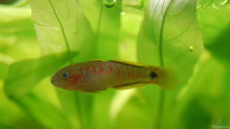 Besatz im Aquarium Becken 3229 von Sebastian.. (26)