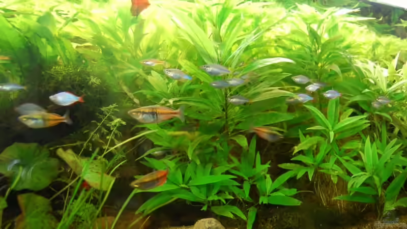 Besatz im Aquarium Becken 3229 von Sebastian.. (28)