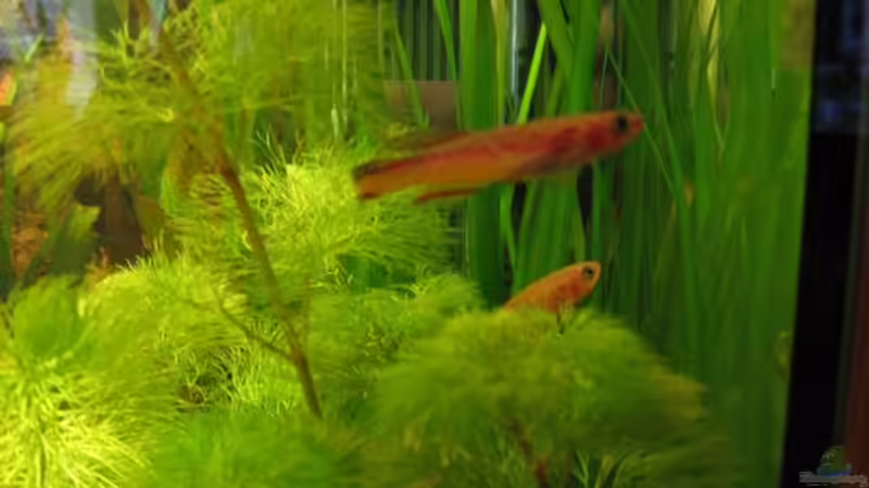 Besatz im Aquarium Becken 3235 von Gerd Zimmermann (15)