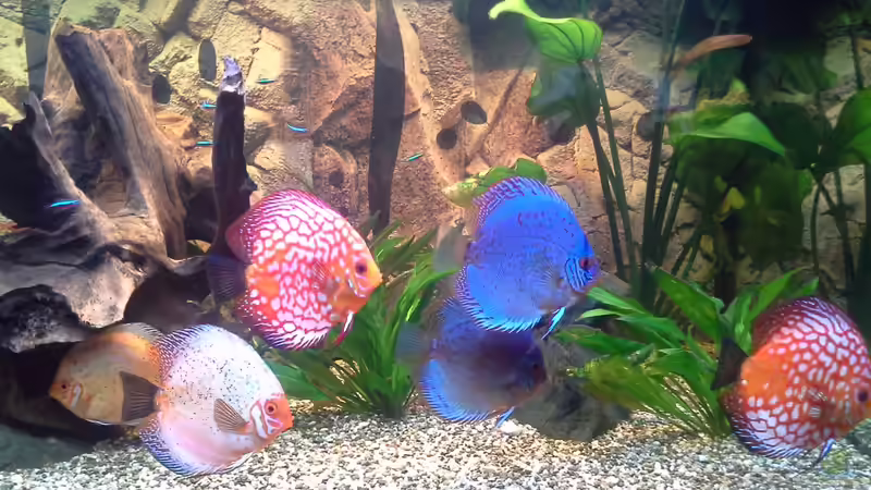 Besatz im Aquarium Becken 32360 von Kunibert Schäfer (18)