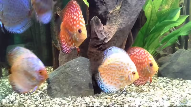 Besatz im Aquarium Becken 32360 von Kunibert Schäfer (19)