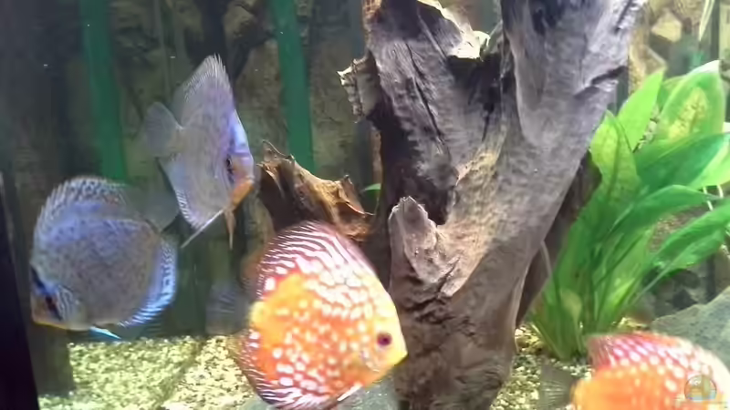 Besatz im Aquarium Becken 32360 von Kunibert Schäfer (20)