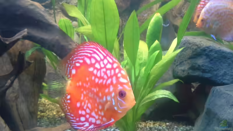 Besatz im Aquarium Becken 32360 von Kunibert Schäfer (21)