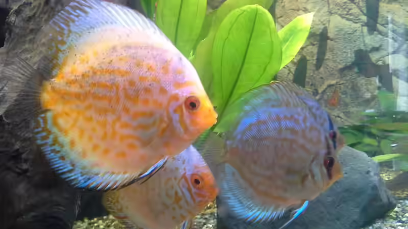 Besatz im Aquarium Becken 32360 von Kunibert Schäfer (22)