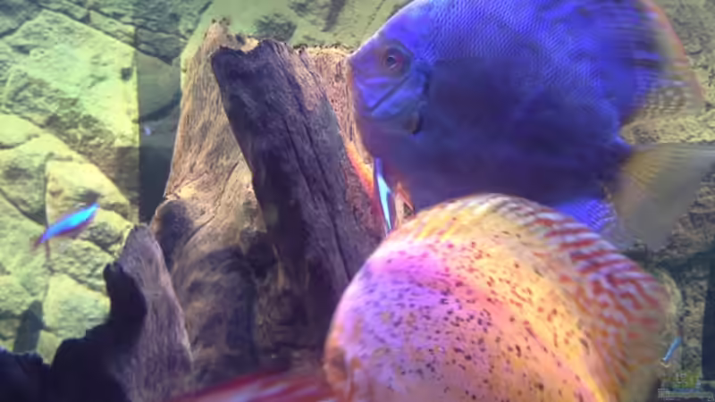 Besatz im Aquarium Becken 32360 von Kunibert Schäfer (24)