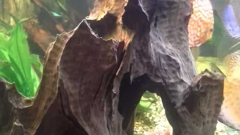 Besatz im Aquarium Becken 32360 von Kunibert Schäfer (29)