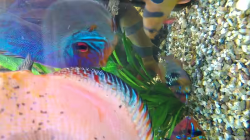 Besatz im Aquarium Becken 32360 von Kunibert Schäfer (31)