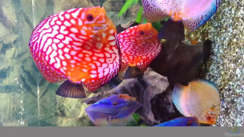 Besatz im Aquarium Becken 32360 von Kunibert Schäfer (33)