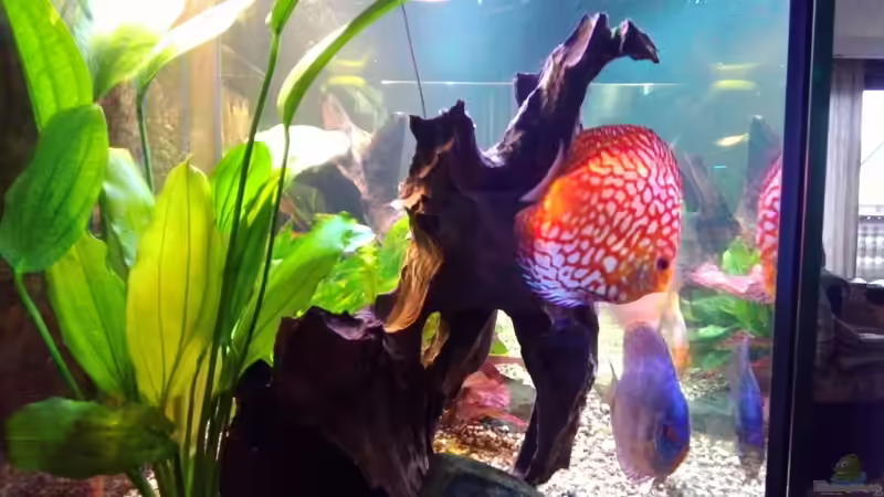 Besatz im Aquarium Becken 32360 von Kunibert Schäfer (34)