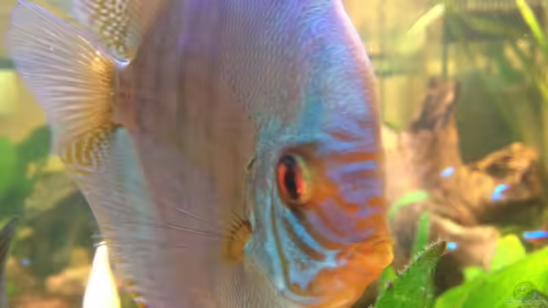 Besatz im Aquarium Becken 32360 von Kunibert Schäfer (35)