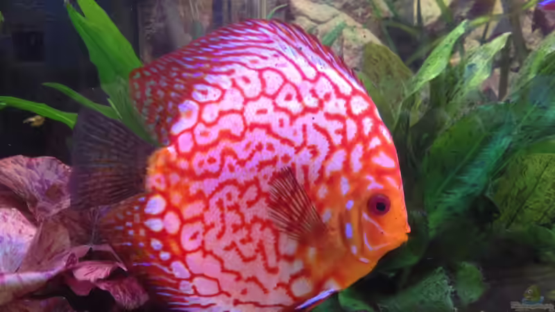 Besatz im Aquarium Becken 32360 von Kunibert Schäfer (37)