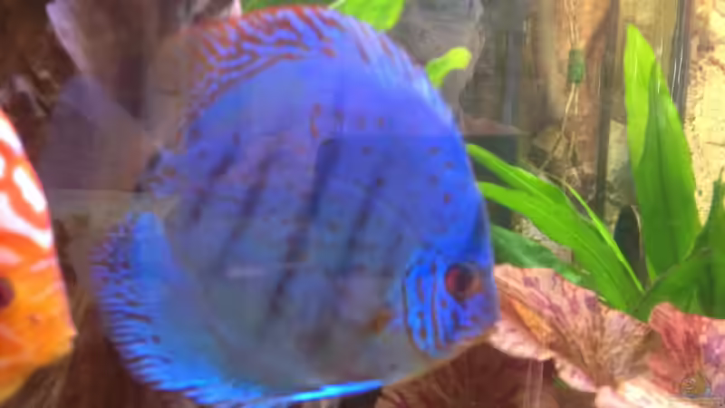 Besatz im Aquarium Becken 32360 von Kunibert Schäfer (38)