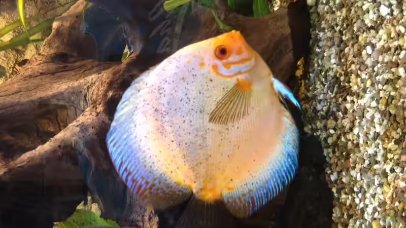 Besatz im Aquarium Becken 32360 von Kunibert Schäfer (39)