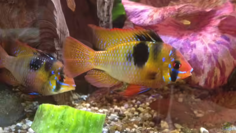 Besatz im Aquarium Becken 32360 von Kunibert Schäfer (41)