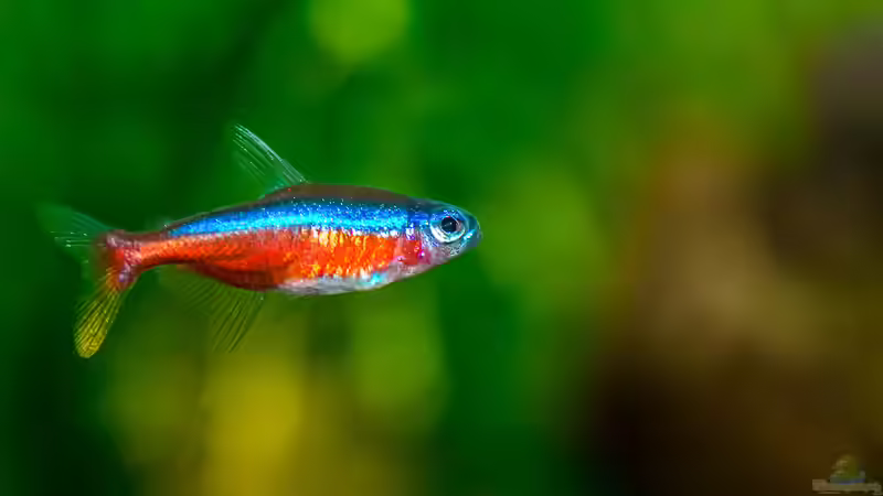 Besatz im Aquarium Becken 32378 von Feinripp (12)