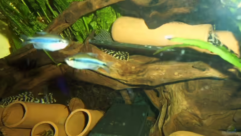 Besatz im Aquarium Becken 3238 von Holger Bertram (5)