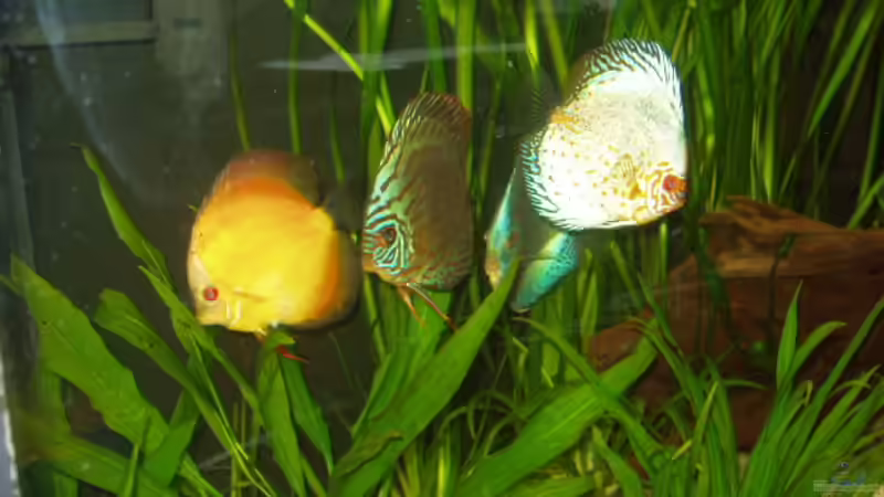 Besatz im Aquarium Becken 3240 von Ronny Derndorfer (39)