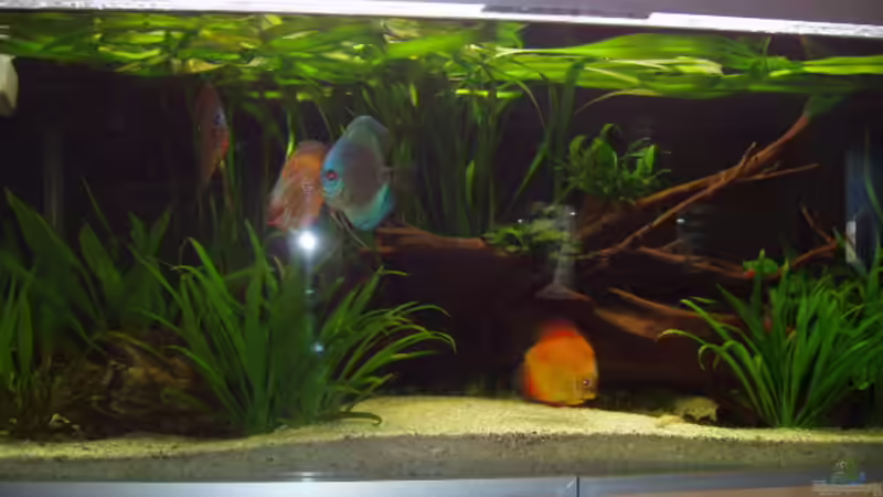 Besatz im Aquarium Becken 3240 von Ronny Derndorfer (40)